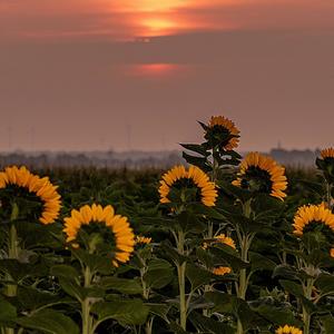 MONDAY2FRIDAY (feat. Slimbuddy & I.O.P)