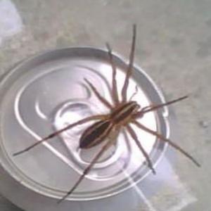 micariaSociabilis (projct2!uuu) (feat. FLIP_PHONE_GOD) (Explicit)