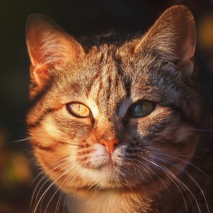 The Gentle Breathing Of Your Pup