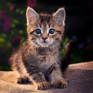 Descansando En El Abrazo Del Piano