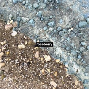 Roseberry