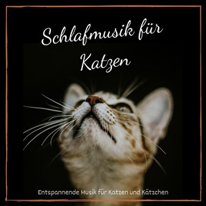 Schlafmusik für Katzen: Entspannende Musik für Katzen und Kätzchen