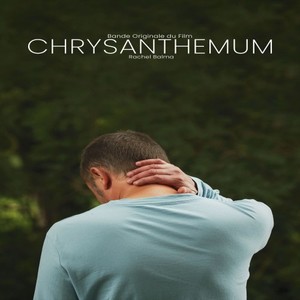 Chrysanthemum