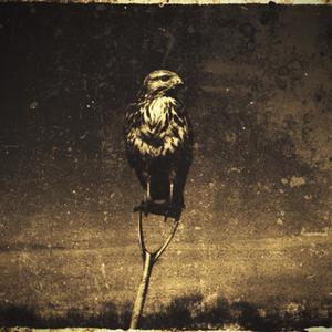 Bingus - ALL THE LOVE