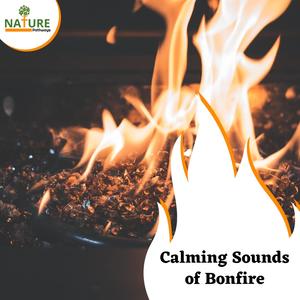 Calming Sounds of Bonfire