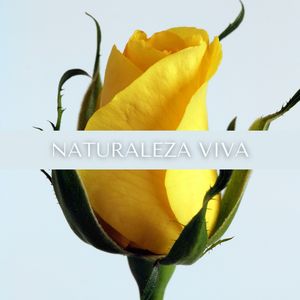 Naturaleza Viva: Música Relajante con los Más Hermosos Sonidos de la Naturaleza