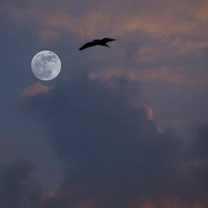 自由且浪漫的活着 (Single Version)