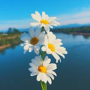 我想做你身边一朵花 (Demo)