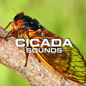 Meditative Cicada Sounds (Wildlife Magazine Remix)