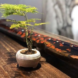 养生音乐|养肝补肾