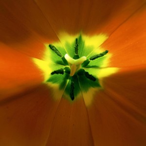 972 Pétalos(feat. Adryana Marroquín)