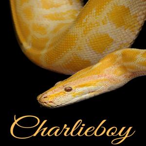 我慢 Gaman (Explicit)