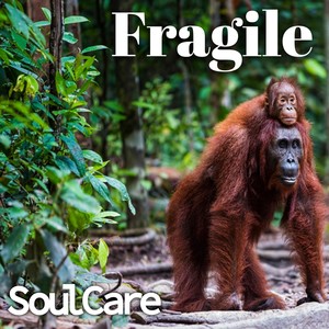 Fragile