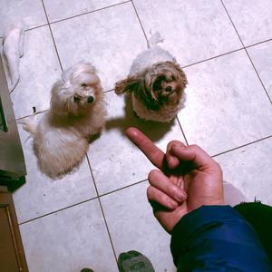 basic pleasure model (jettisoned)