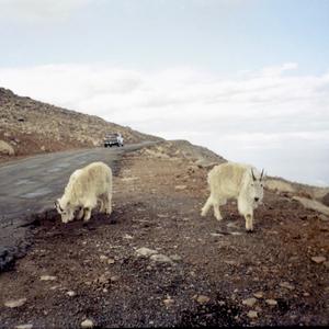 No Worries (Explicit)