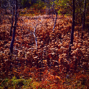 The Seeds of Pain Grow the Trees of Escape