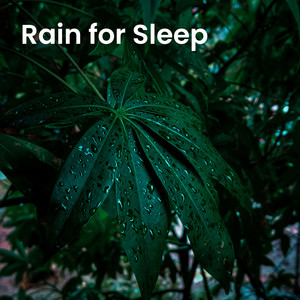 Light Rain & Whispering Winds