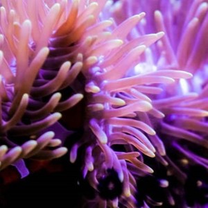 Dancing Anemones