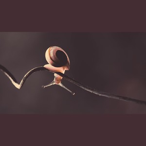 我只是一只蜗牛