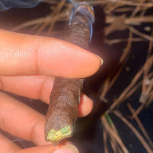 Gang Bang (feat. FaceOff JQ & GRT LOW) (Explicit)