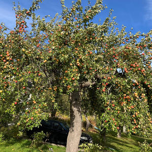 Sommar igen (feat. Mayo & Gina) (Explicit)