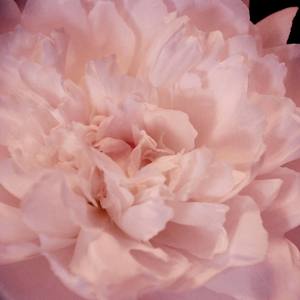 90's Amateur - Revival