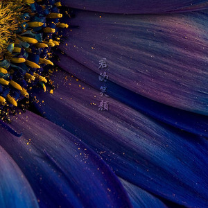 Future Flowers - Demo