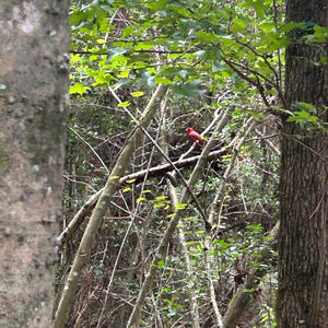 altered carbon (Explicit)