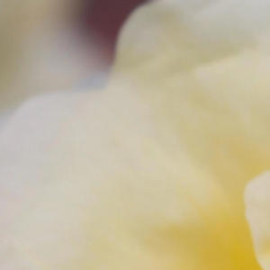 Symphony (feat. Oshae) (Explicit)