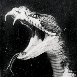 snakebite (Explicit)