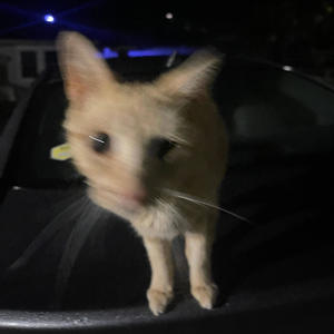 Team Rocket (Explicit)