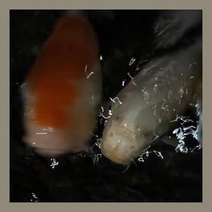 One More Flight (feat. S.M.K.)