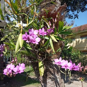 Budi - PERCAYALAH PADAKU