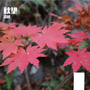 今夜你会不会想起我