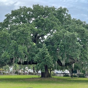 Only Family No Friends