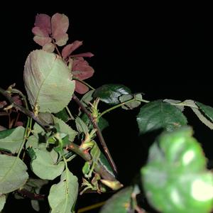 Chase You Out The Earth (Explicit)