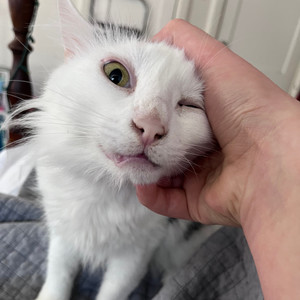 No buhdda (Explicit)