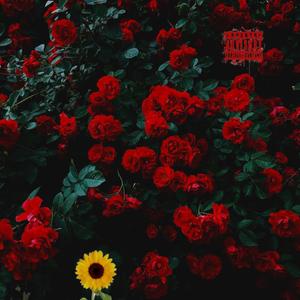 Sunflower in the Rose Garden (Explicit)