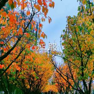 只 因 你 太 美
