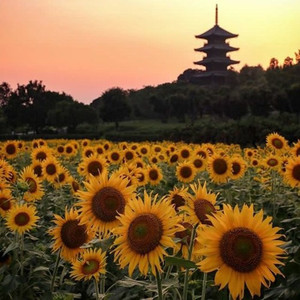 sunflowers (Inst.)