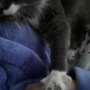 coulda been fine (feat. im secretly a ghost)