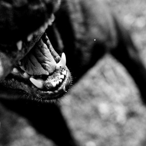 Love Is a Dog from Hell