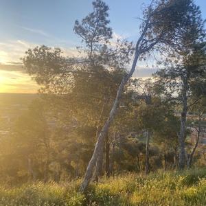 Papa Smurph (English Vers) (feat. jimmyvs)