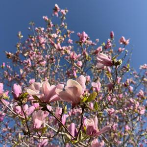 Pink Blossoms (Explicit)