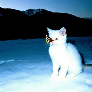 想到今晚上 算了吧