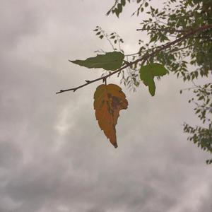 Autumn(feat. Masethemessiah) (Explicit)