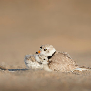 Fisuras (Mente Orgánica Remix)