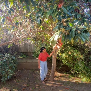 The Tree Out My Window