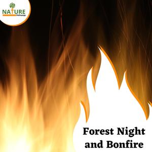 Forest Night and Bonfire