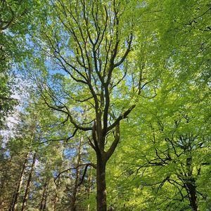 Living breath (Acoustic)